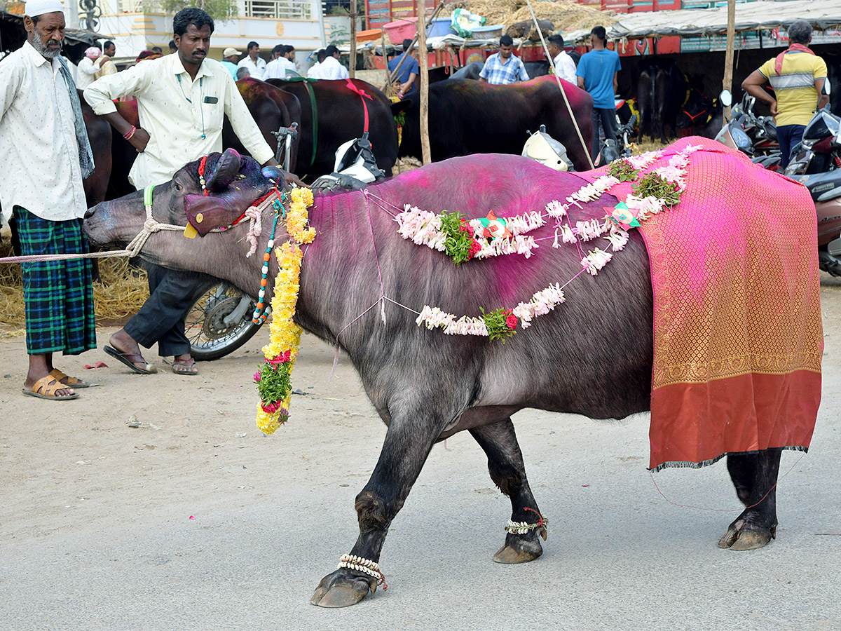 Animal Fest Pashu Sankranthi in Narsingi at Hyderabad - Sakshi39