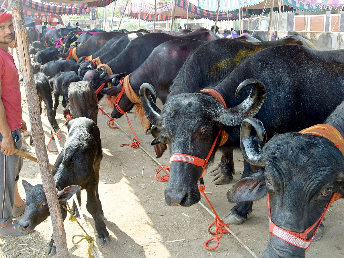 Animal Fest Pashu Sankranthi in Narsingi at Hyderabad - Sakshi40