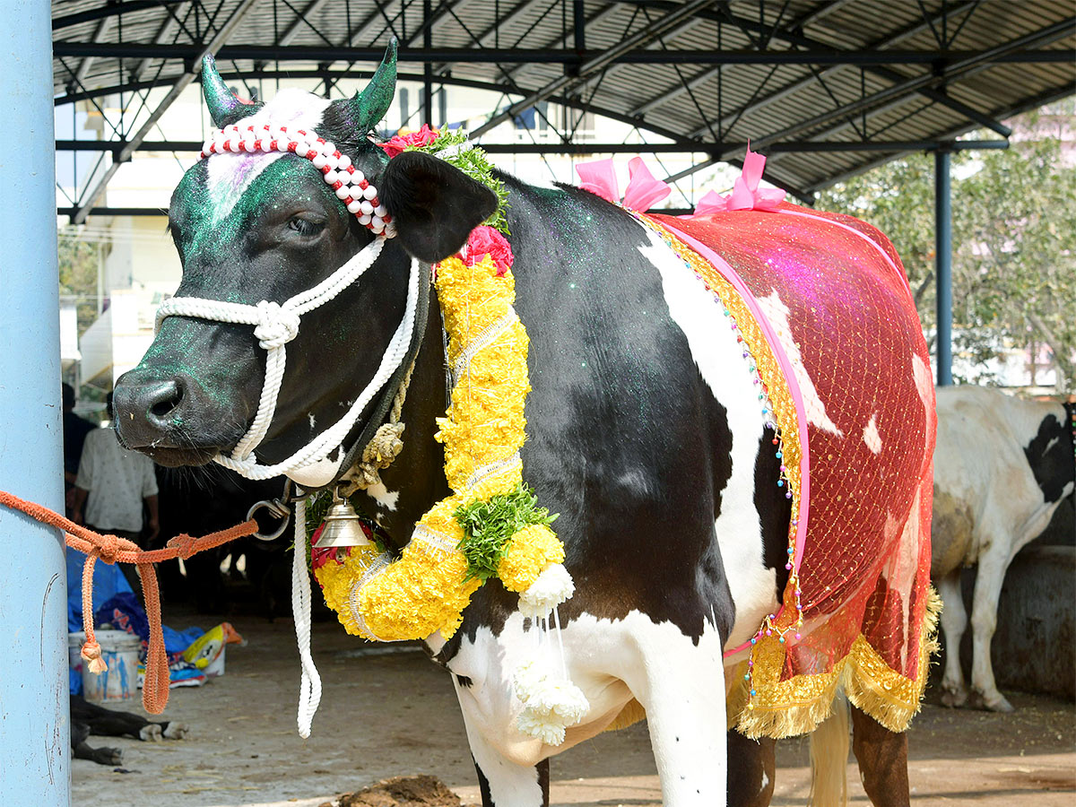 Animal Fest Pashu Sankranthi in Narsingi at Hyderabad - Sakshi42