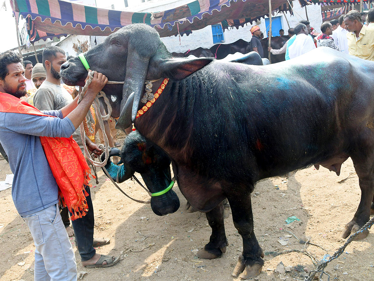 Animal Fest Pashu Sankranthi in Narsingi at Hyderabad - Sakshi43