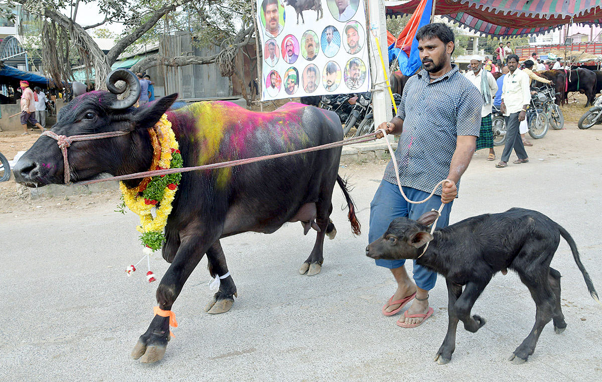 Animal Fest Pashu Sankranthi in Narsingi at Hyderabad - Sakshi45