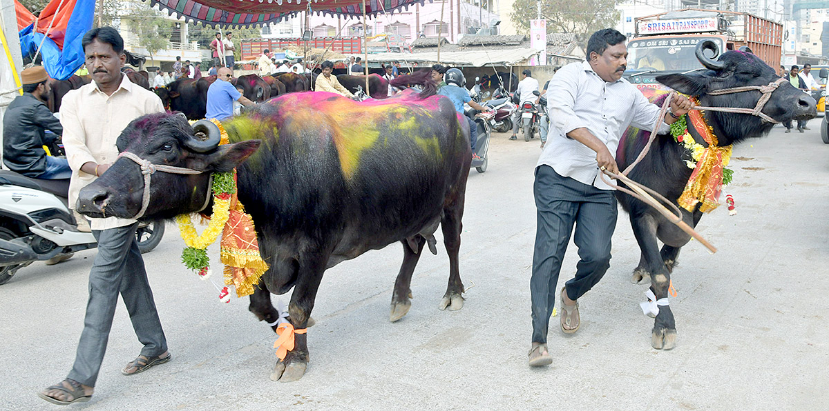 Animal Fest Pashu Sankranthi in Narsingi at Hyderabad - Sakshi46