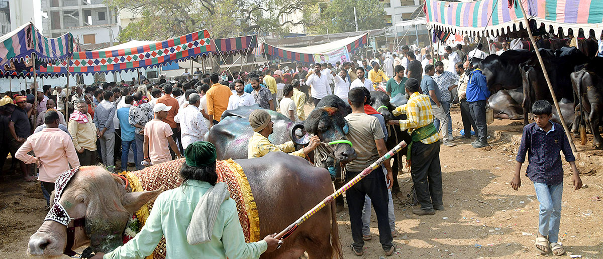 Animal Fest Pashu Sankranthi in Narsingi at Hyderabad - Sakshi47