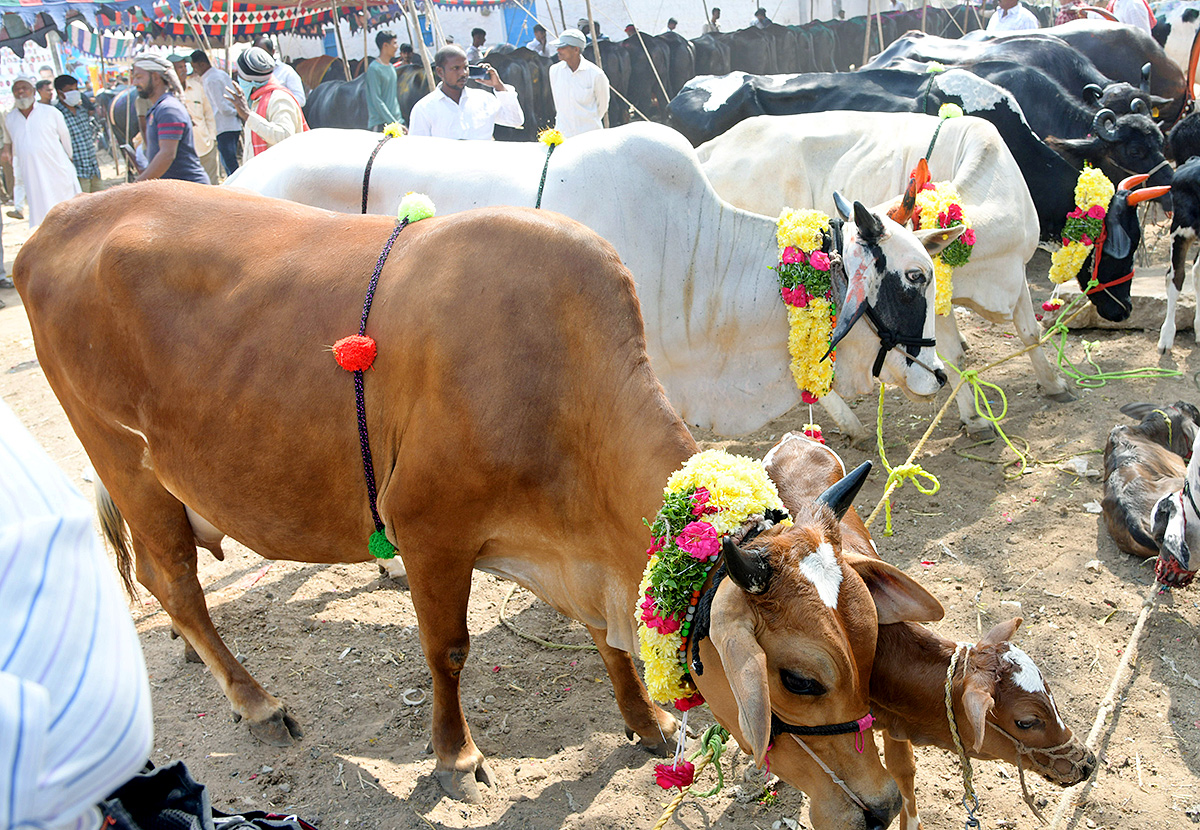 Animal Fest Pashu Sankranthi in Narsingi at Hyderabad - Sakshi5