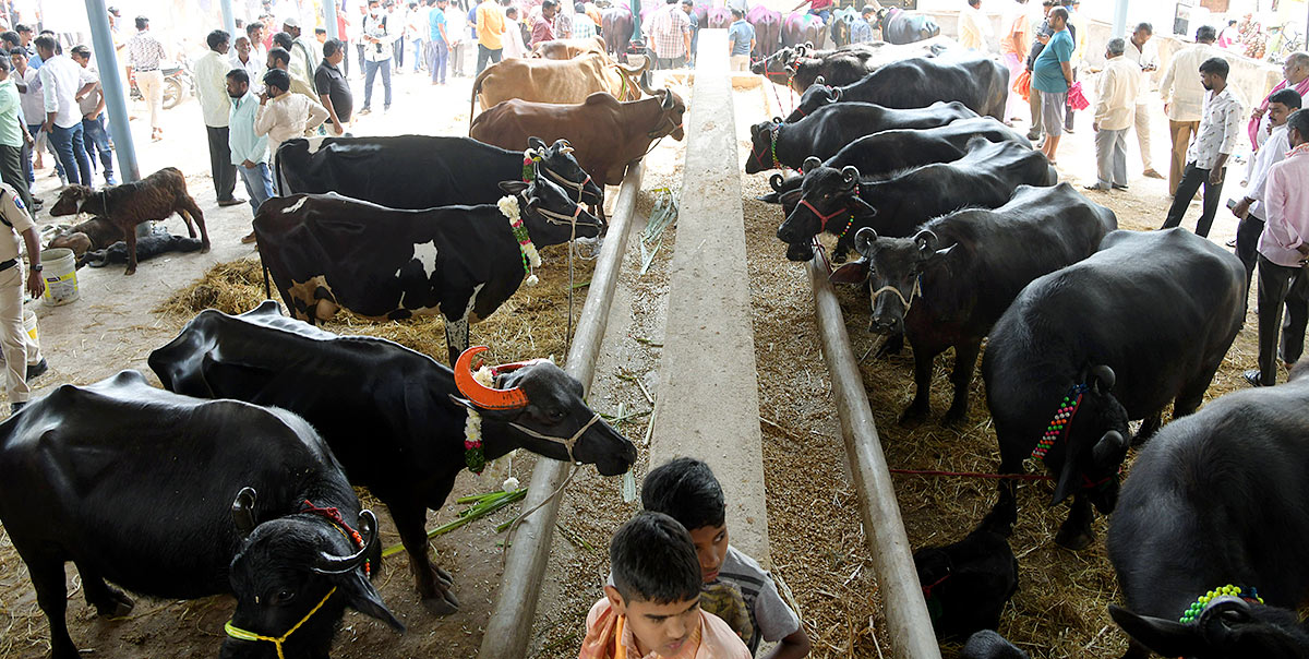 Animal Fest Pashu Sankranthi in Narsingi at Hyderabad - Sakshi49