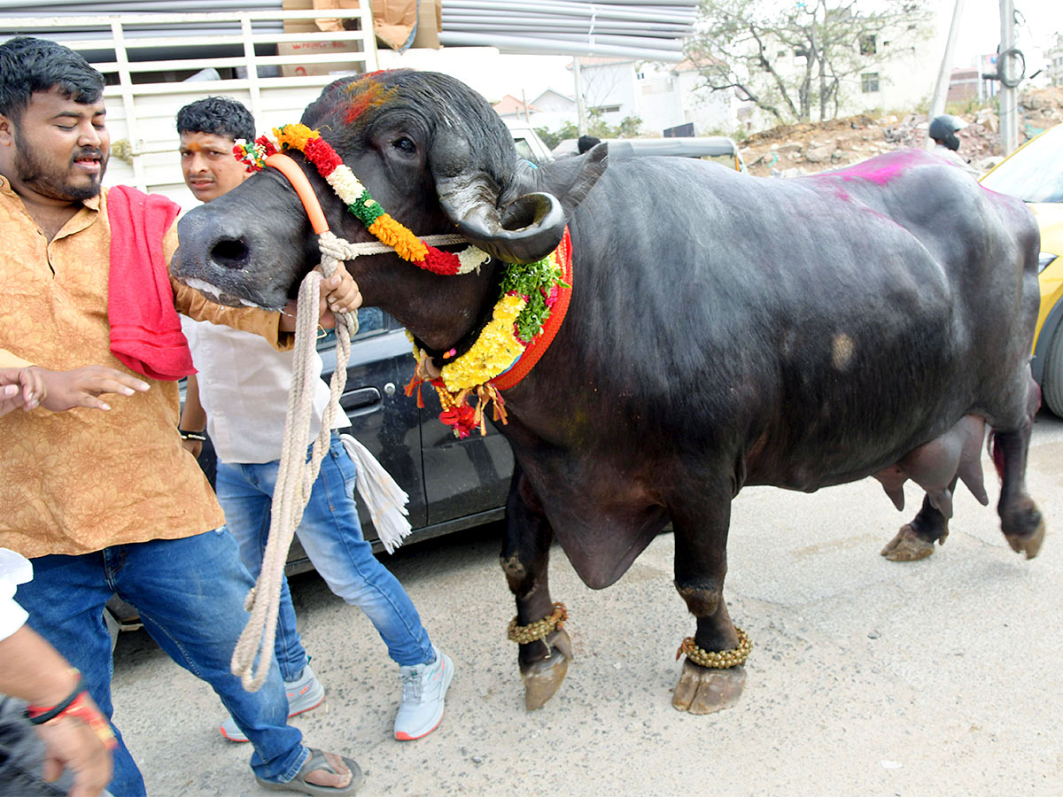 Animal Fest Pashu Sankranthi in Narsingi at Hyderabad - Sakshi51