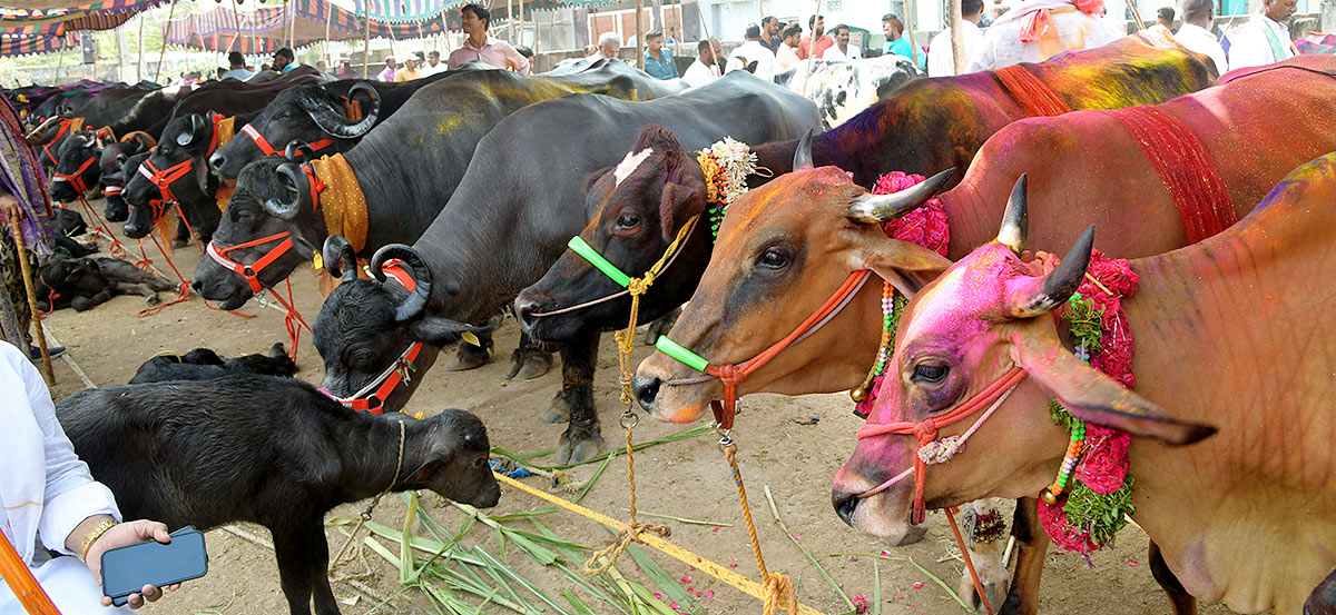 Animal Fest Pashu Sankranthi in Narsingi at Hyderabad - Sakshi53