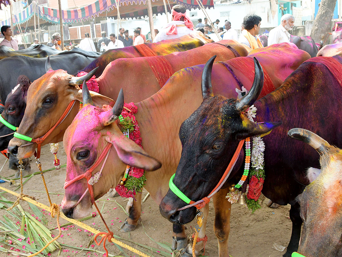 Animal Fest Pashu Sankranthi in Narsingi at Hyderabad - Sakshi54