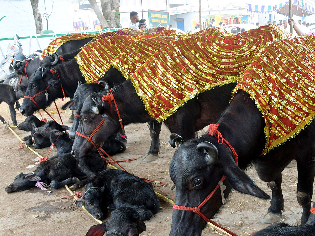 Animal Fest Pashu Sankranthi in Narsingi at Hyderabad - Sakshi55