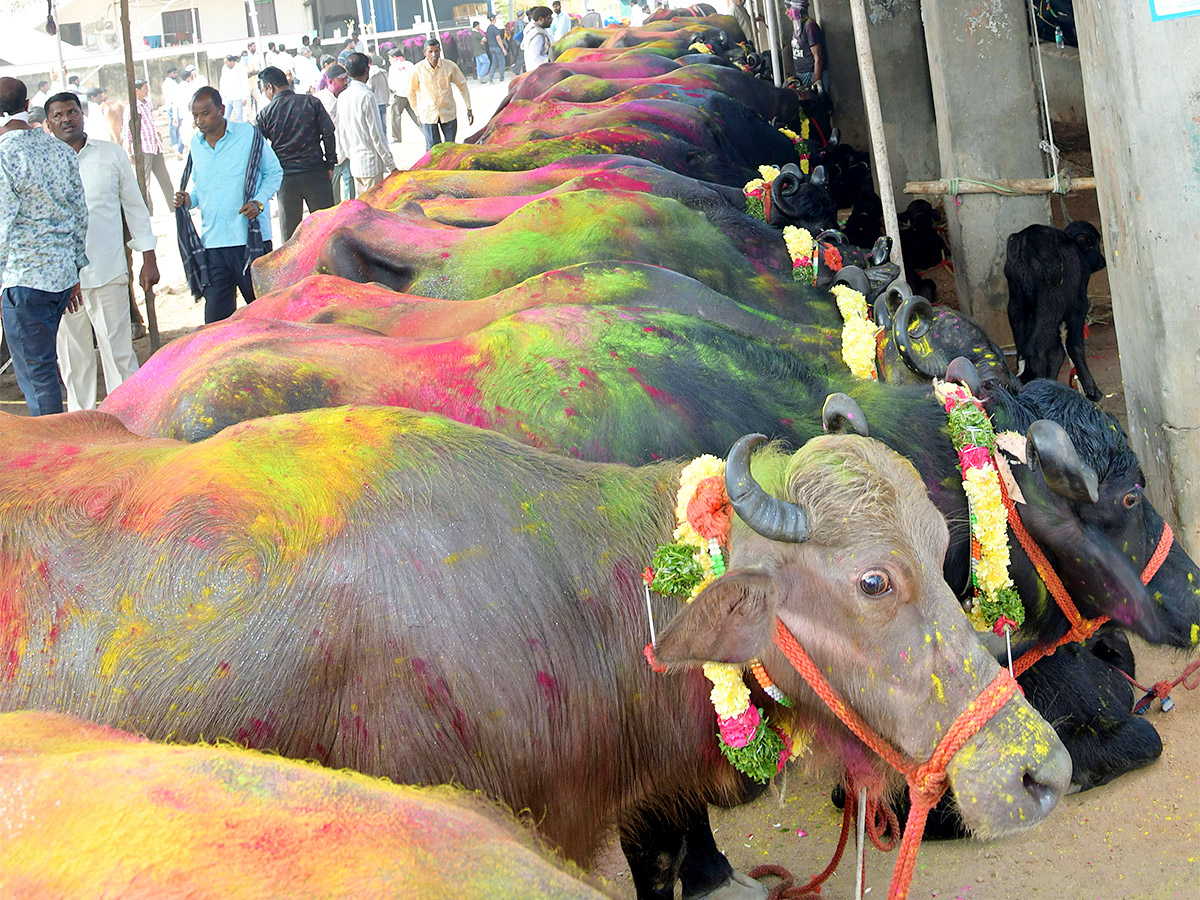 Animal Fest Pashu Sankranthi in Narsingi at Hyderabad - Sakshi6