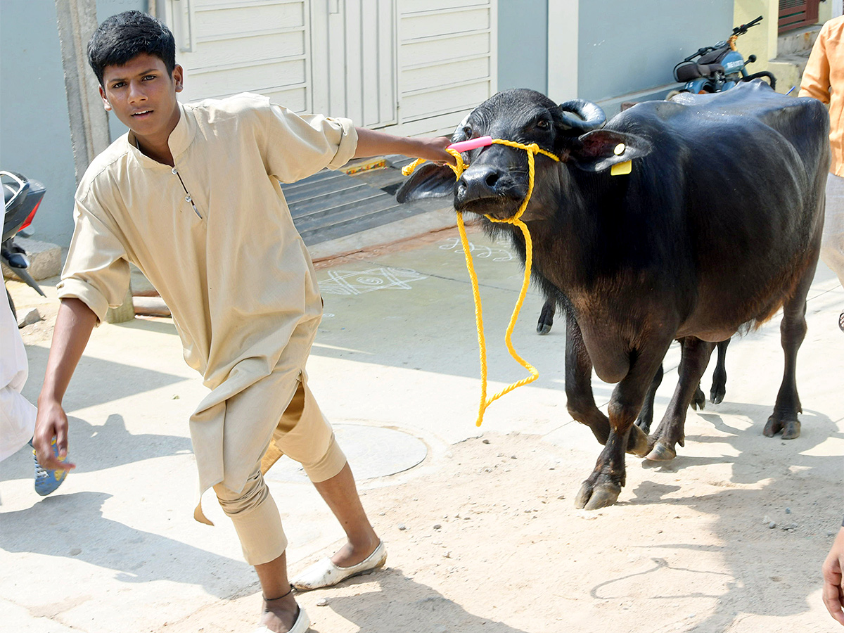 Animal Fest Pashu Sankranthi in Narsingi at Hyderabad - Sakshi7