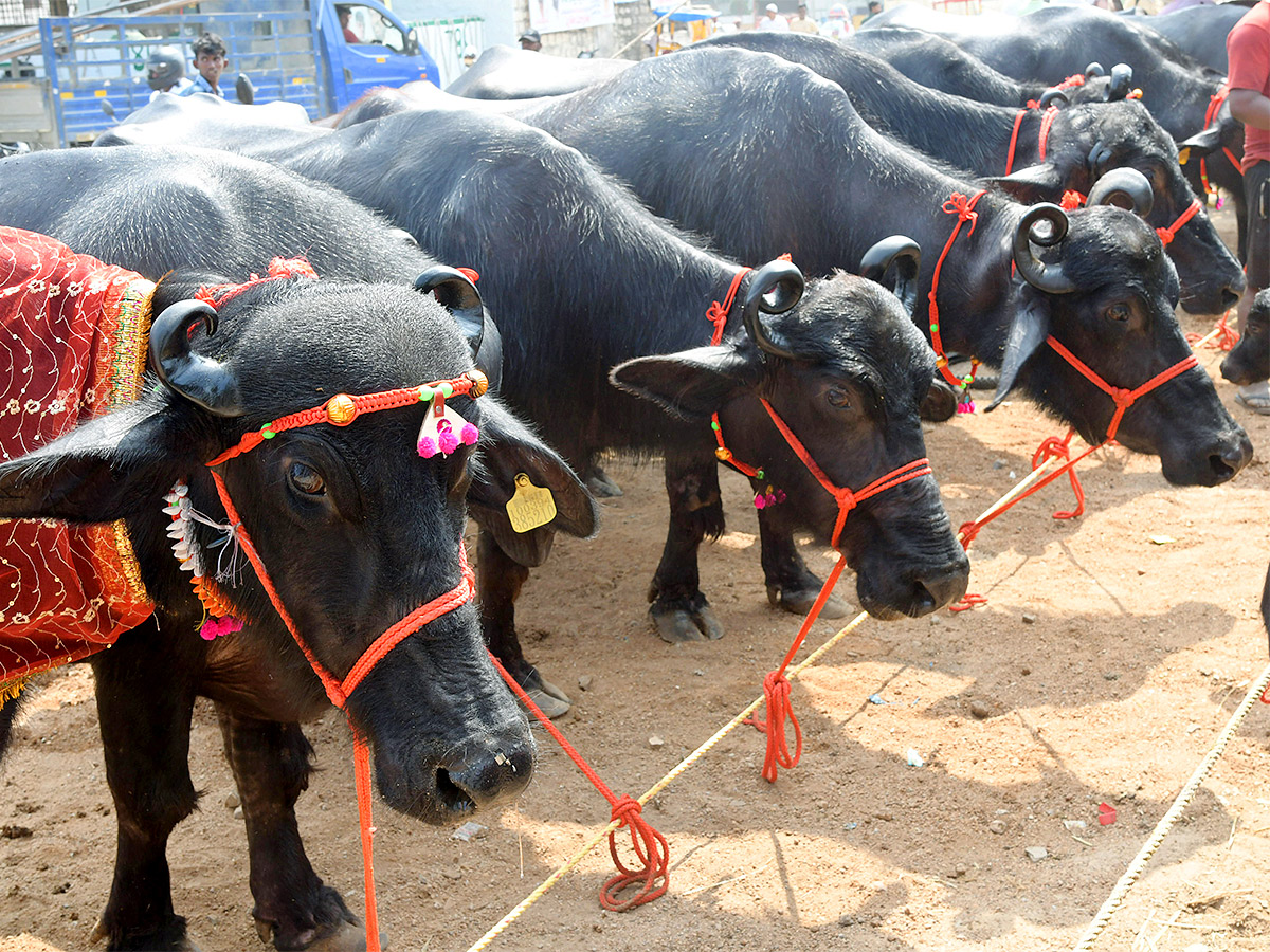 Animal Fest Pashu Sankranthi in Narsingi at Hyderabad - Sakshi9