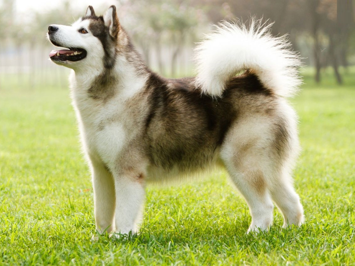 Most Expensive Dog Breeds Photos - Sakshi8