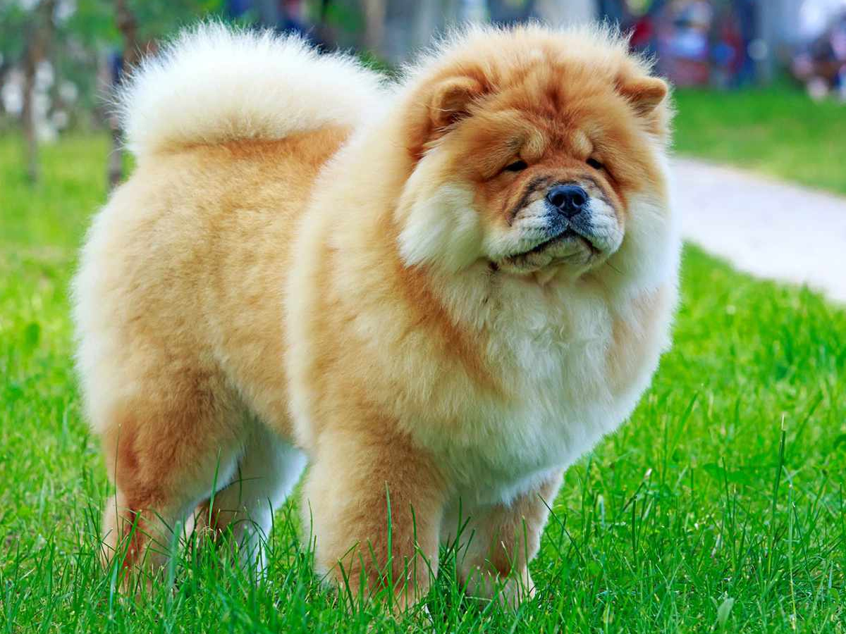 Most Expensive Dog Breeds Photos - Sakshi4