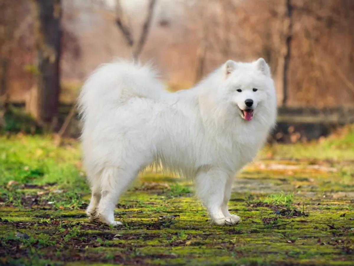 Most Expensive Dog Breeds Photos - Sakshi2