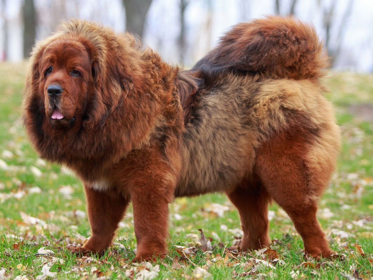 Most Expensive Dog Breeds Photos - Sakshi5