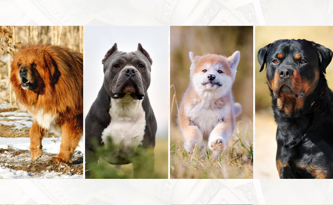 Most Expensive Dog Breeds Photos - Sakshi1