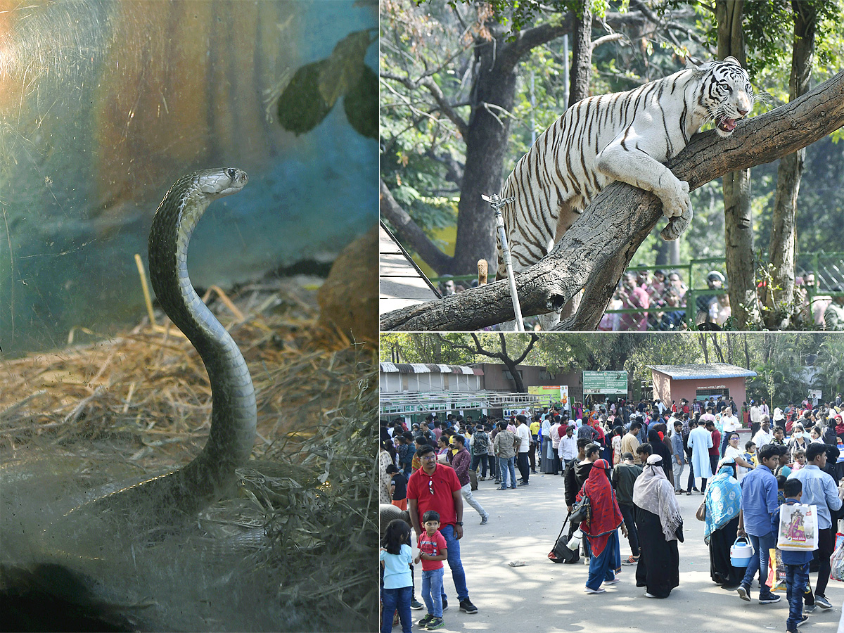 Nehru Zoological Park Hyderabad - Sakshi1