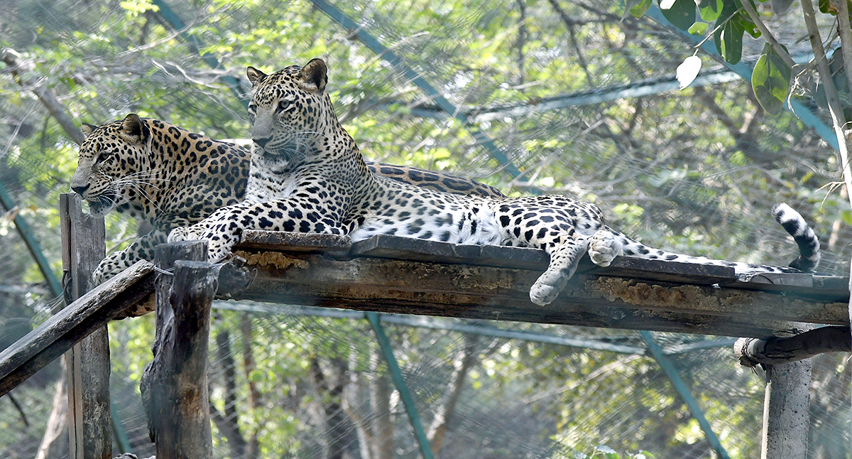 Nehru Zoological Park Hyderabad - Sakshi11