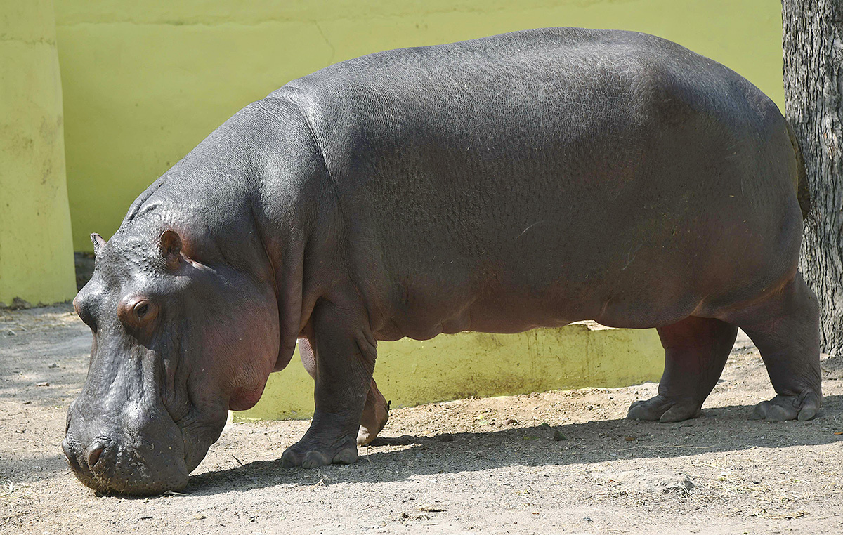 Nehru Zoological Park Hyderabad - Sakshi12