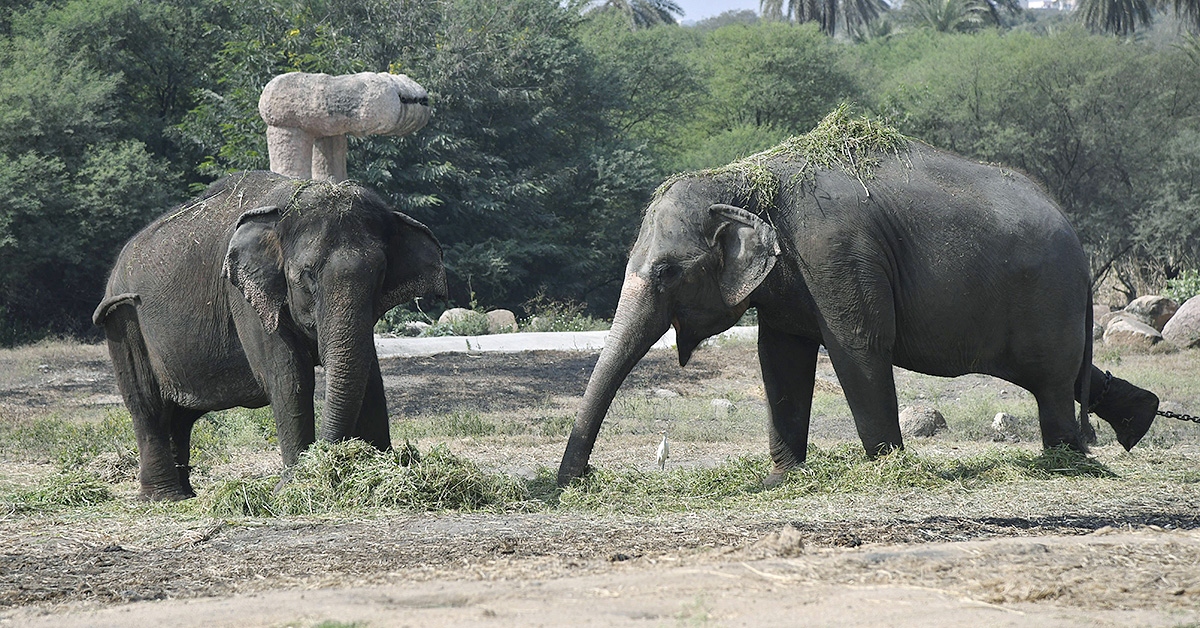 Nehru Zoological Park Hyderabad - Sakshi13