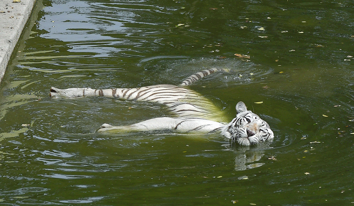 Nehru Zoological Park Hyderabad - Sakshi17