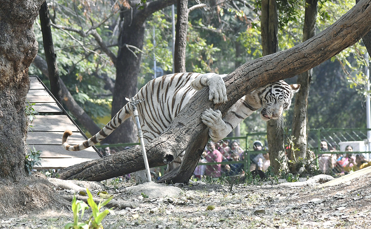 Nehru Zoological Park Hyderabad - Sakshi2