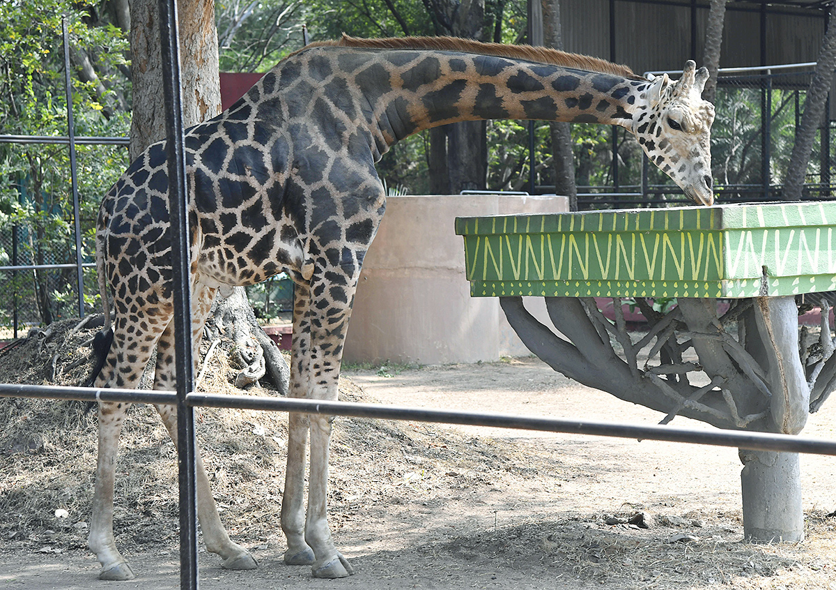 Nehru Zoological Park Hyderabad - Sakshi19