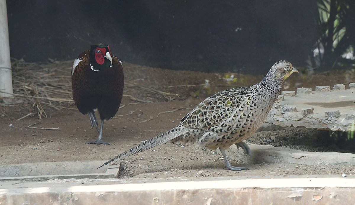 Nehru Zoological Park Hyderabad - Sakshi4