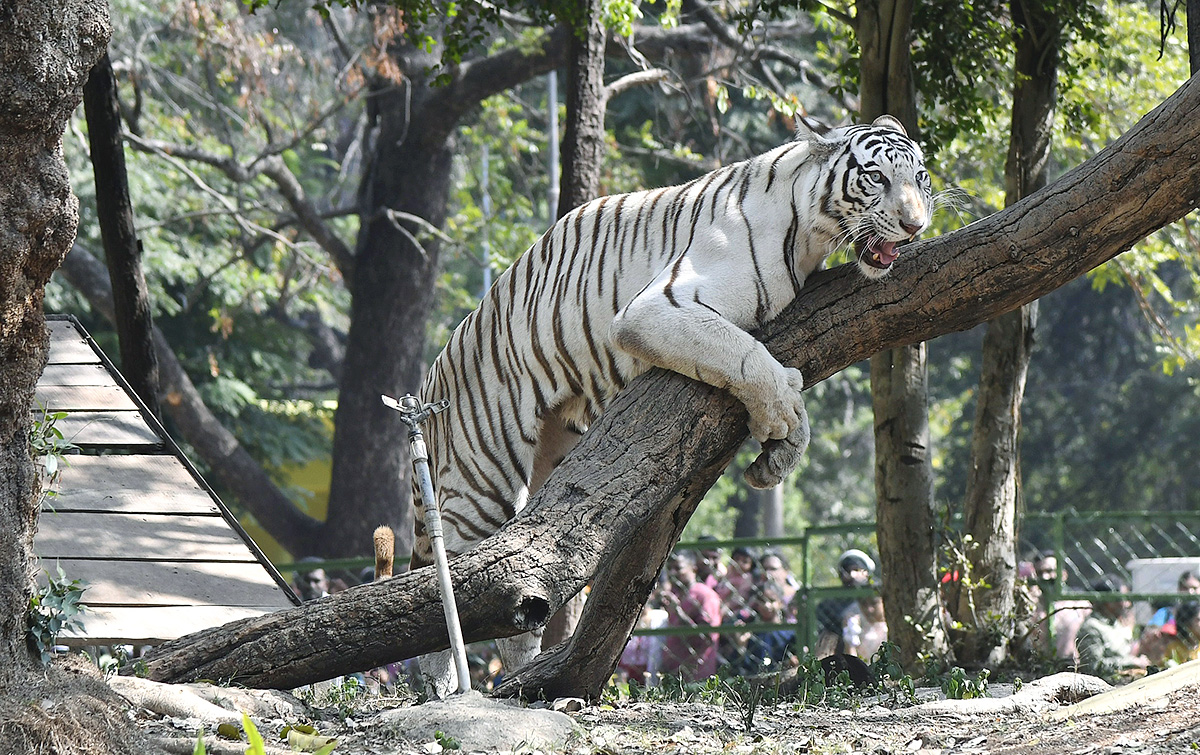 Nehru Zoological Park Hyderabad - Sakshi7