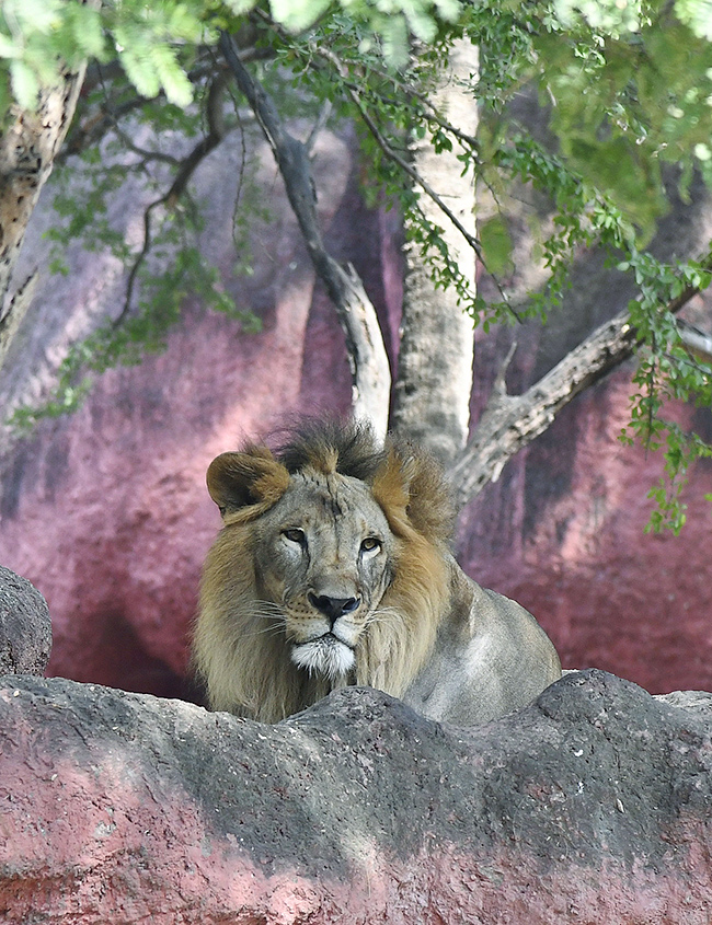 Nehru Zoological Park Hyderabad - Sakshi8