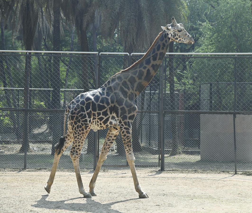 Nehru Zoological Park Hyderabad - Sakshi9