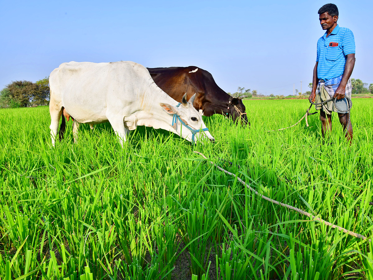 Best Photos of The Day in AP and Telangana Photo Gallery - Sakshi12