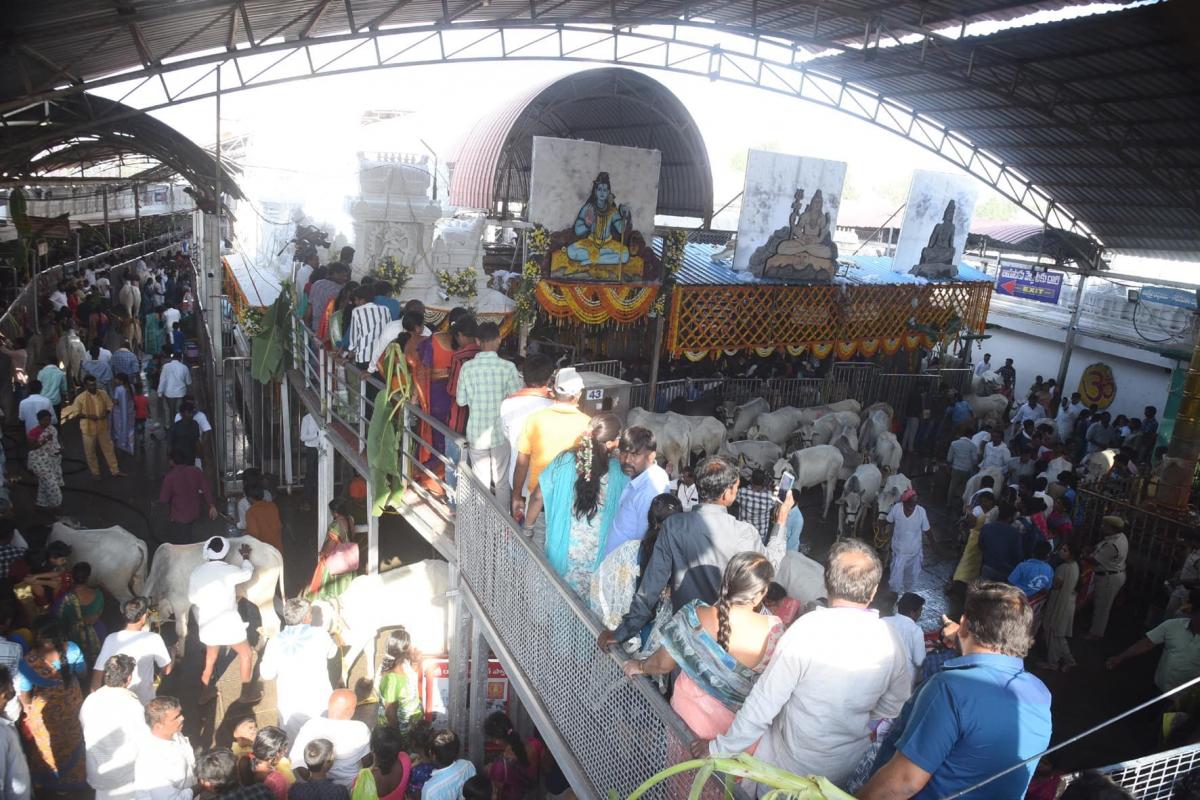 Maha Shivaratri 2024 Devotees At Vemulawada Temple Photos - Sakshi26