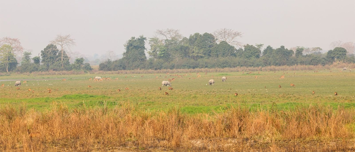 PM Modi Elephant Safari at Assam Kaziranga National Park - Sakshi16