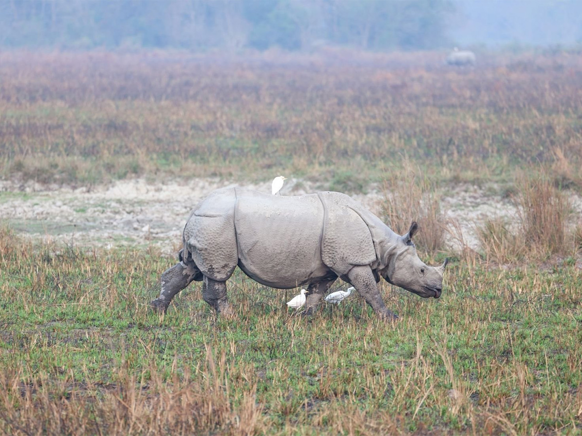 PM Modi Elephant Safari at Assam Kaziranga National Park - Sakshi17