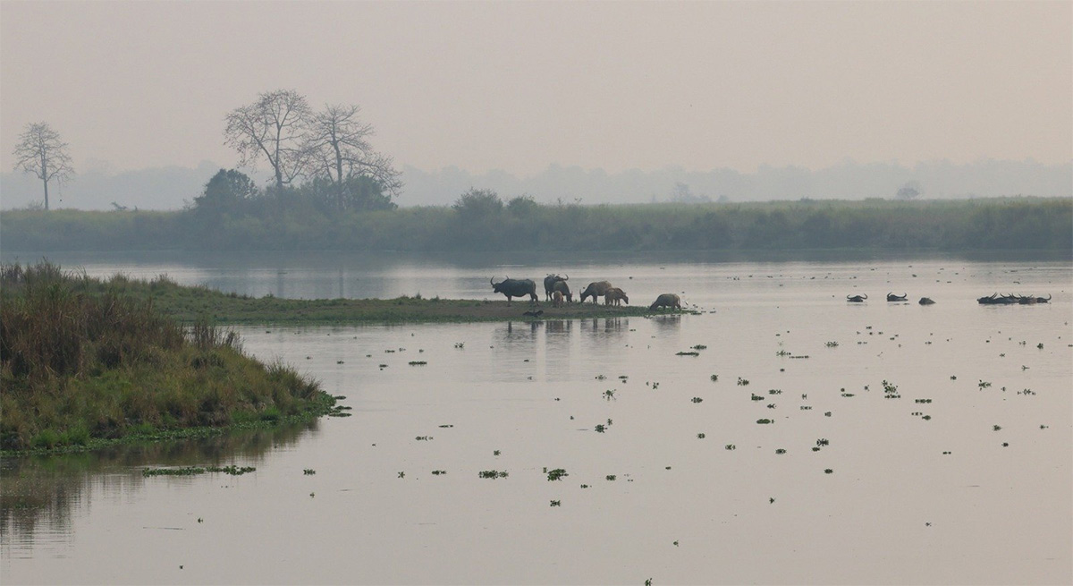 PM Modi Elephant Safari at Assam Kaziranga National Park - Sakshi18