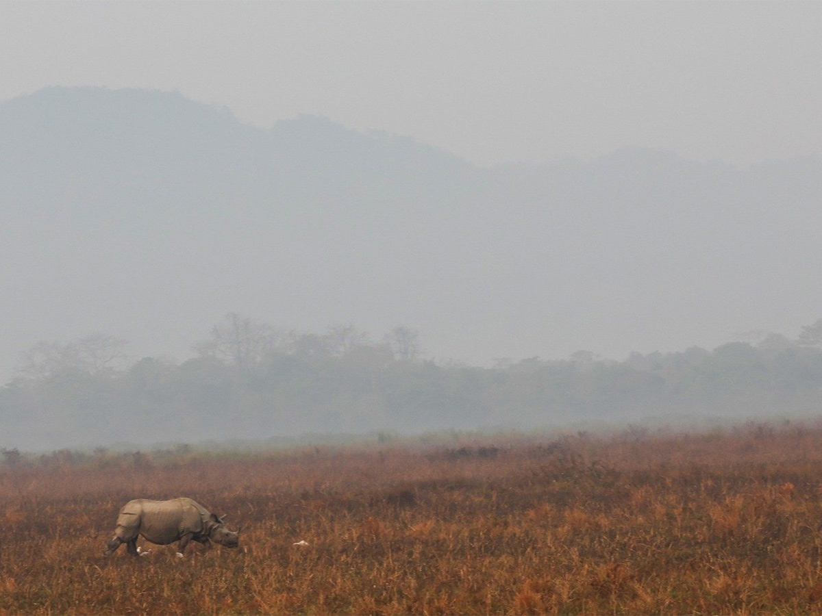 PM Modi Elephant Safari at Assam Kaziranga National Park - Sakshi20