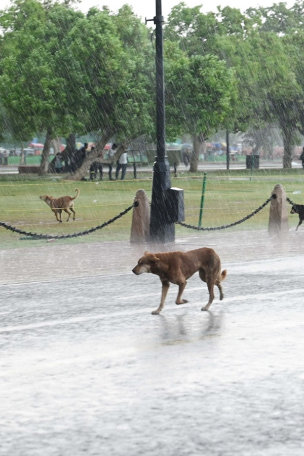 Rain Gusty Winds Lash Parts Of Delhi NCR IMD - Sakshi15