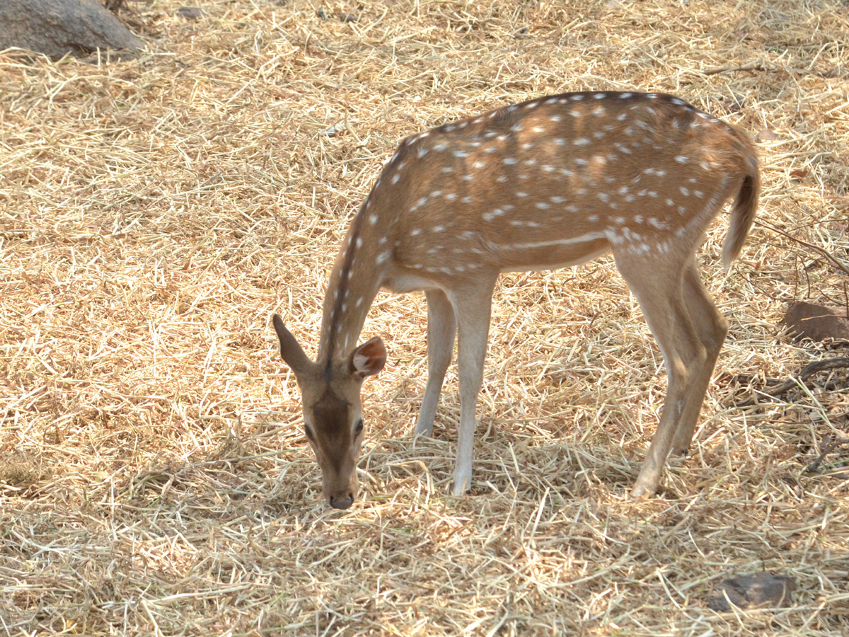 Best Photos of The Day in AP and Telangana Photo Gallery - Sakshi3