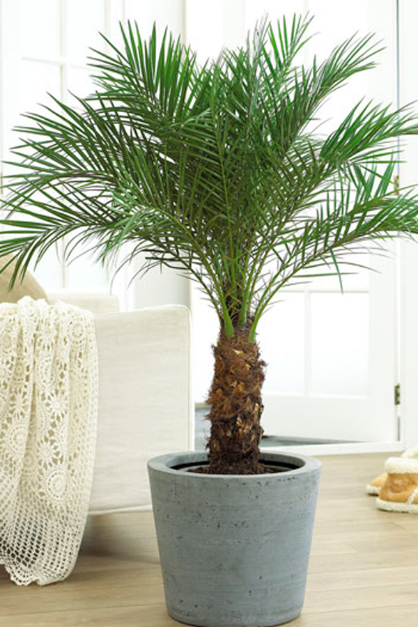 Have You Seen These Plants That Naturally Purify Indoor Air2