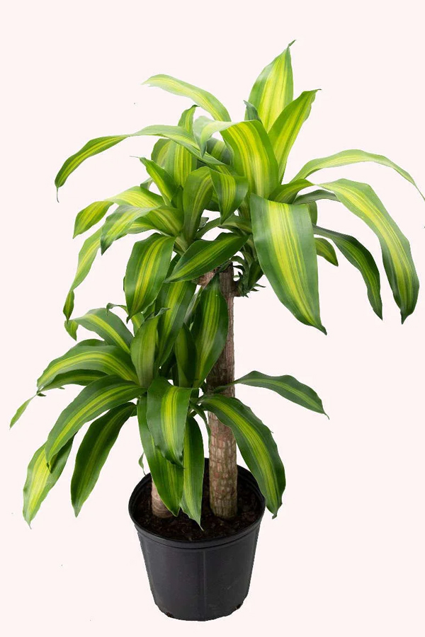 Have You Seen These Plants That Naturally Purify Indoor Air14