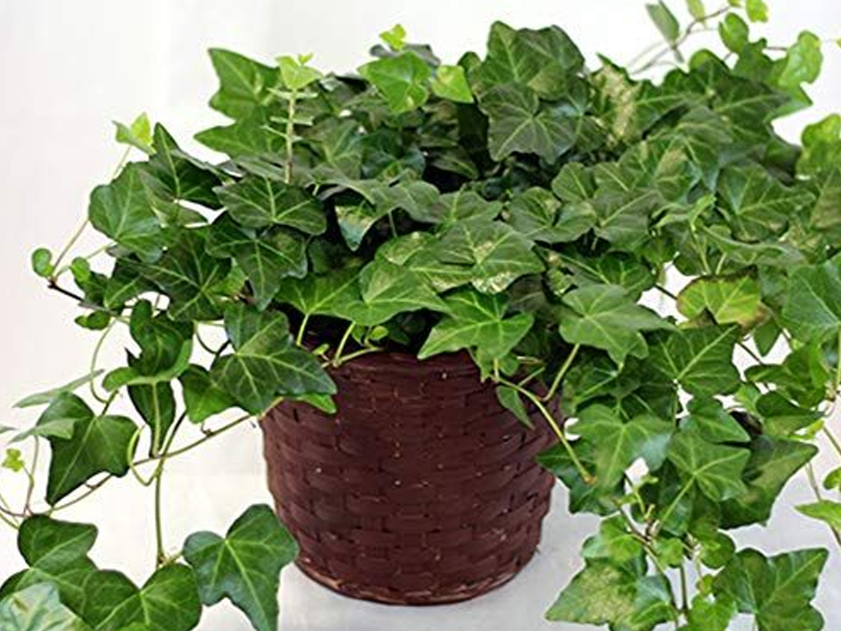 Have You Seen These Plants That Naturally Purify Indoor Air15