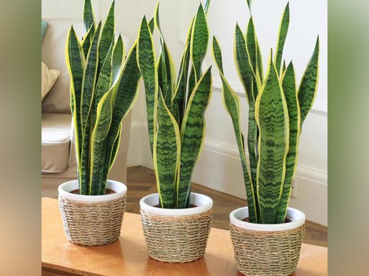 Have You Seen These Plants That Naturally Purify Indoor Air16