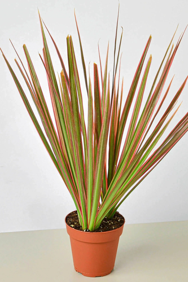 Have You Seen These Plants That Naturally Purify Indoor Air17