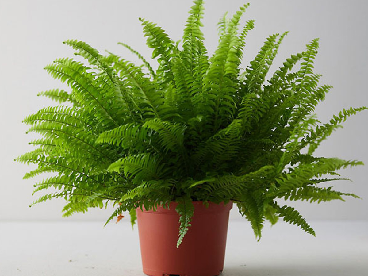 Have You Seen These Plants That Naturally Purify Indoor Air3