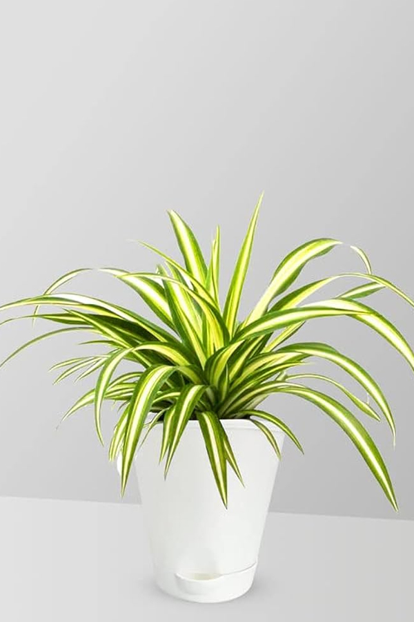 Have You Seen These Plants That Naturally Purify Indoor Air5