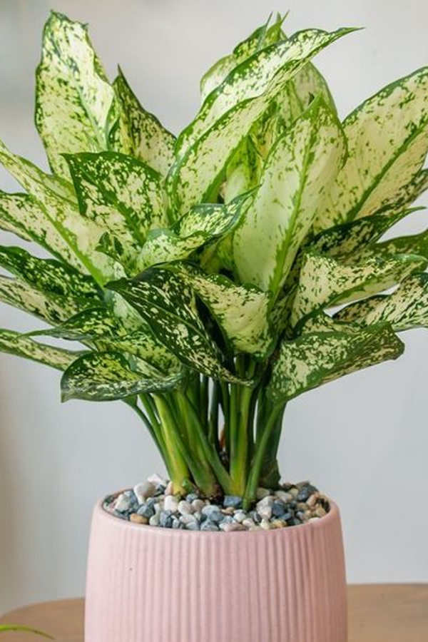 Have You Seen These Plants That Naturally Purify Indoor Air6