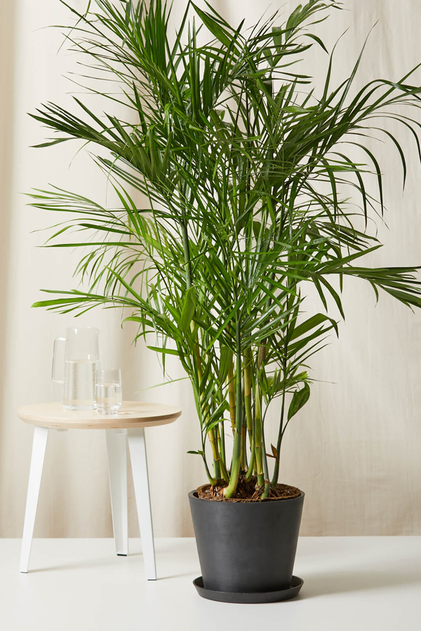 Have You Seen These Plants That Naturally Purify Indoor Air7