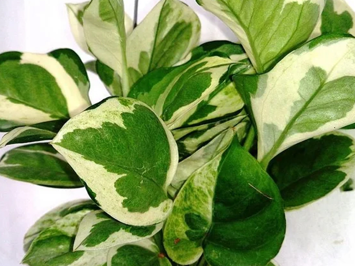 Have You Seen These Plants That Naturally Purify Indoor Air9